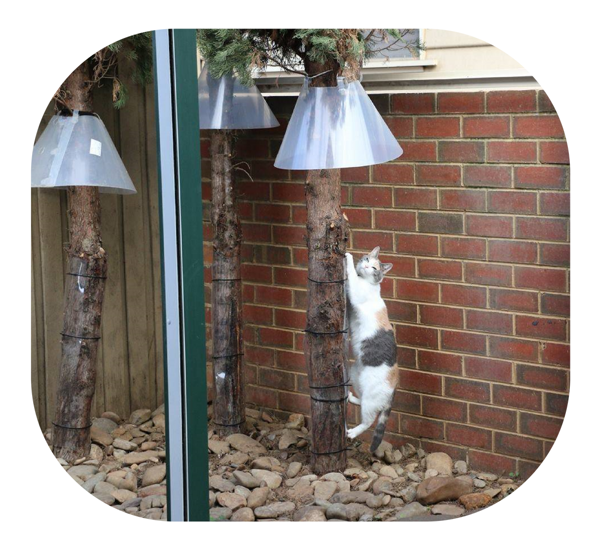 CatProof Tree Guard CatProof Fence Rollers Oscillot® Europe and UK