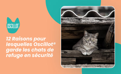 12 Raisons pour lesquelles Oscillot® garde les chats de refuge en sécurité