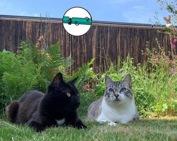 Katzenschutz für Ihren Zaun – Welches System ist das Beste?