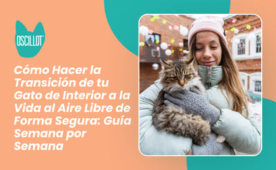 Cómo Hacer la Transición de tu Gato de Interior a la Vida al Aire Libre de Forma Segura: Guía Semana por Semana