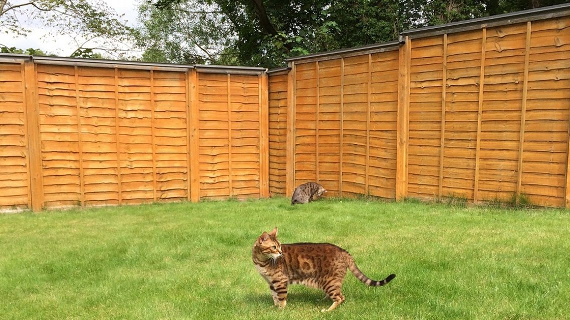 Cat fence roller kits for cat-proofing your yard - Oscillot Europe and UK
